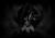 Death Worship